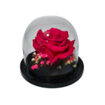 Rose éternelle sous cloche – Collection Mini