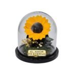 Tournesol éternel sous cloche – Collection Mini